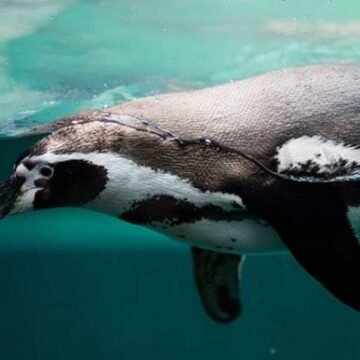 Penguins.What We Know and How We Can Learn More