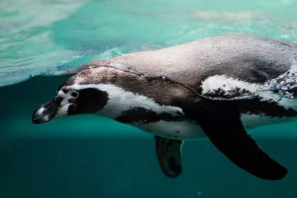 Penguins.What We Know and How We Can Learn More